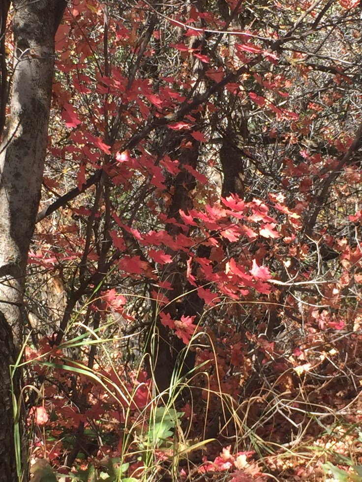 “Nature does not hurry, yet everything is accomplished.”  -Lao Tzu